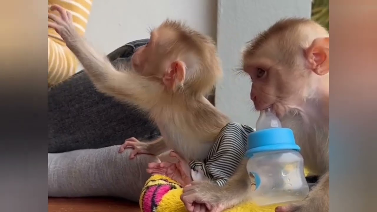 Donut overIoad throwing bottle out while Donald gently drink and drink so yummy#cat #duet #dance 