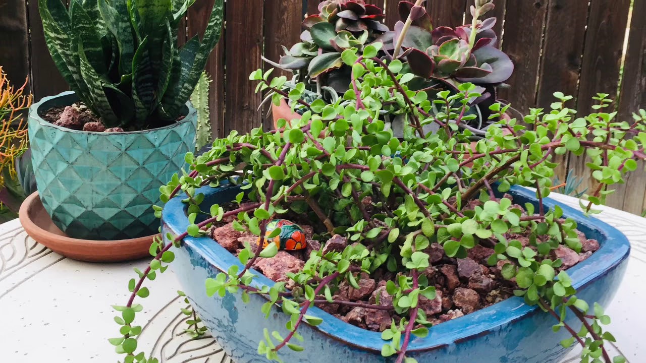 Hanging Plants for a Waterwise Succulent Garden