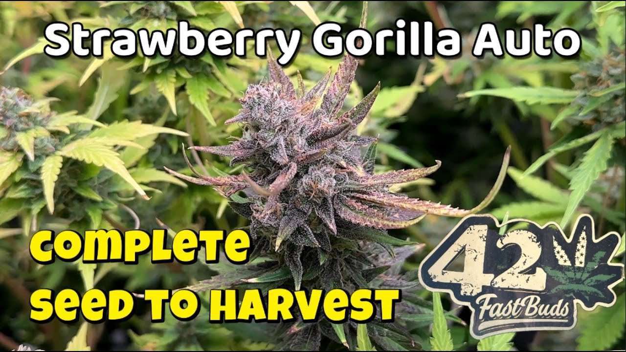 FastBuds Strawberry Gorilla Autoflower | 200 GRAMS = 1 Plant - Complete Seed to Harvest Grow  #420