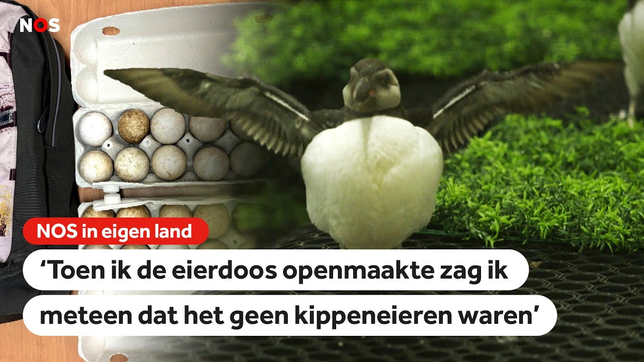 Gered van smokkelaars: 42 kuikens uit eieren gekomen