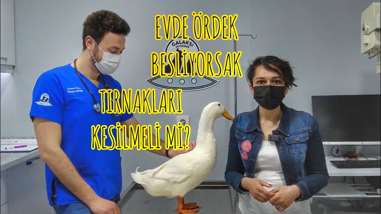 EVDE ÖRDEK BESLİYORSAK TIRNAKLARI KESİLMELİ Mİ?