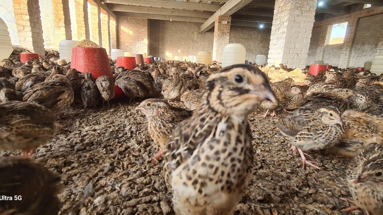 bater farming from day one to last|بٹیر فارمنگ خطرے میں| نہیں یقین تو دیکھ لو اس ویڈیو میں؟
