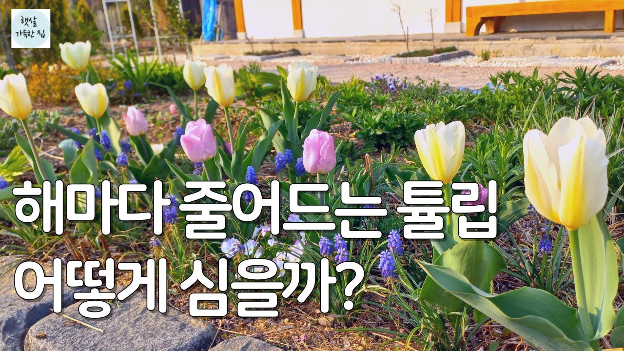 다양한 추식 구근 이야기/튤립 심는 방법과 관리. 지속 가능성/수선화, 크로커스, 무스카리, 푸쉬키니아/정원 가꾸기/튤립 구근 심기/튤립구근 키우