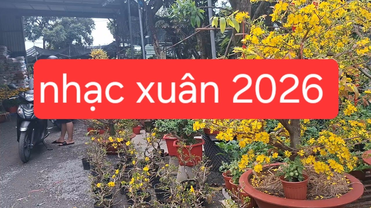 Không Khí Tết 2026 Ở Chợ Bến Cá Phường Tân Triều Đồng Nai | Nhạc Xuân Vui Tươi
