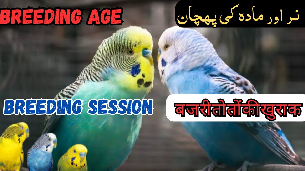 Budgies male & female | Budgies breeding age | Bujri complete guide khubaib pets