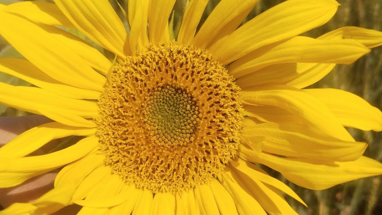 Spring Season | منھنجي ڳوٺ ۾ بھار جو موسم