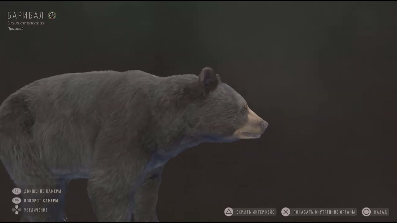 Way of the Hunter_Барибал 5*🐻