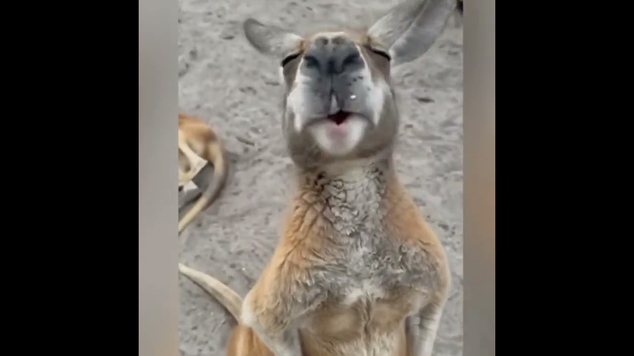 Funny animal compilation 