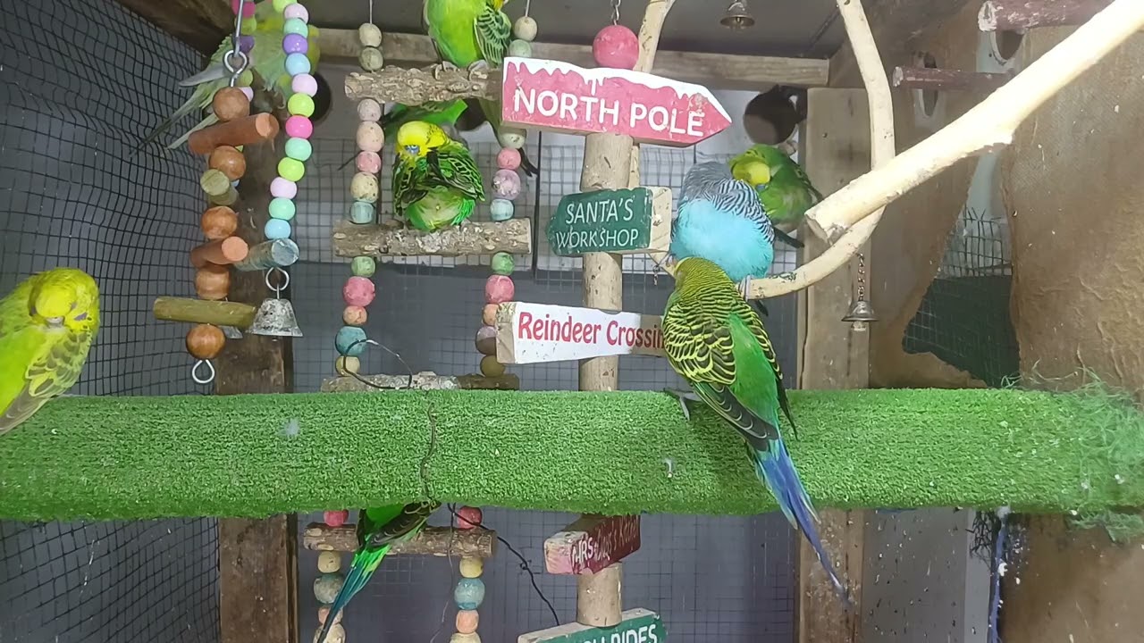 English: Who taught it to say that? 🤭