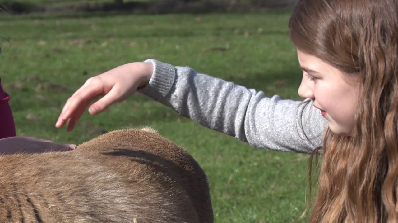 Lammetjes op kinderboerderij Boerenvreugd Aalsmeer