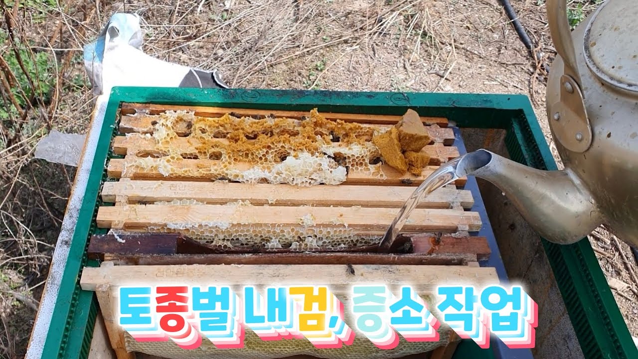 #Bee#양봉교육 토종벌 내검, 증소 작업