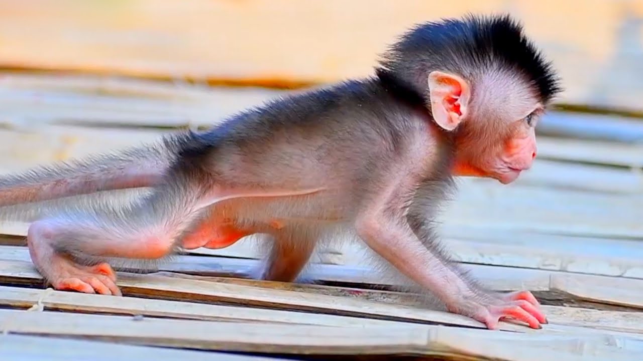 Very Lovely Gesture Of Baby Monkey Trying To Walk, Adorable Wildlife