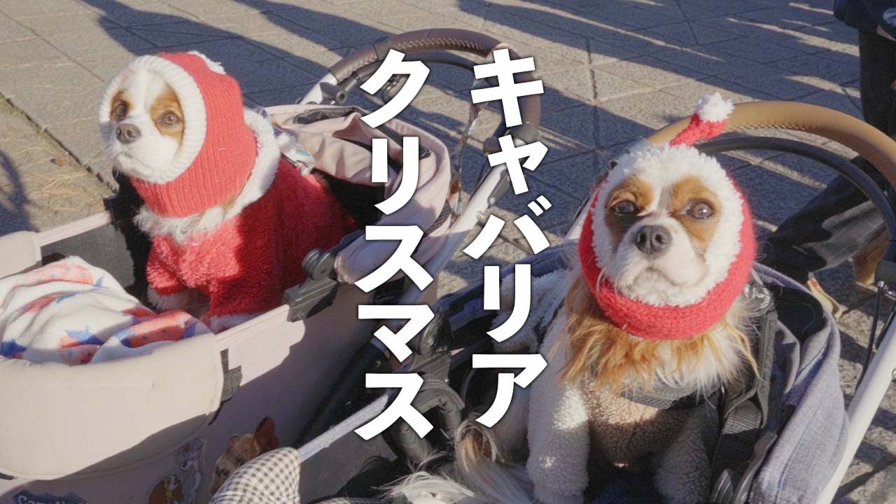 キャバリア犬だらけのクリスマス!!横浜のドッグランイベントに参加!!