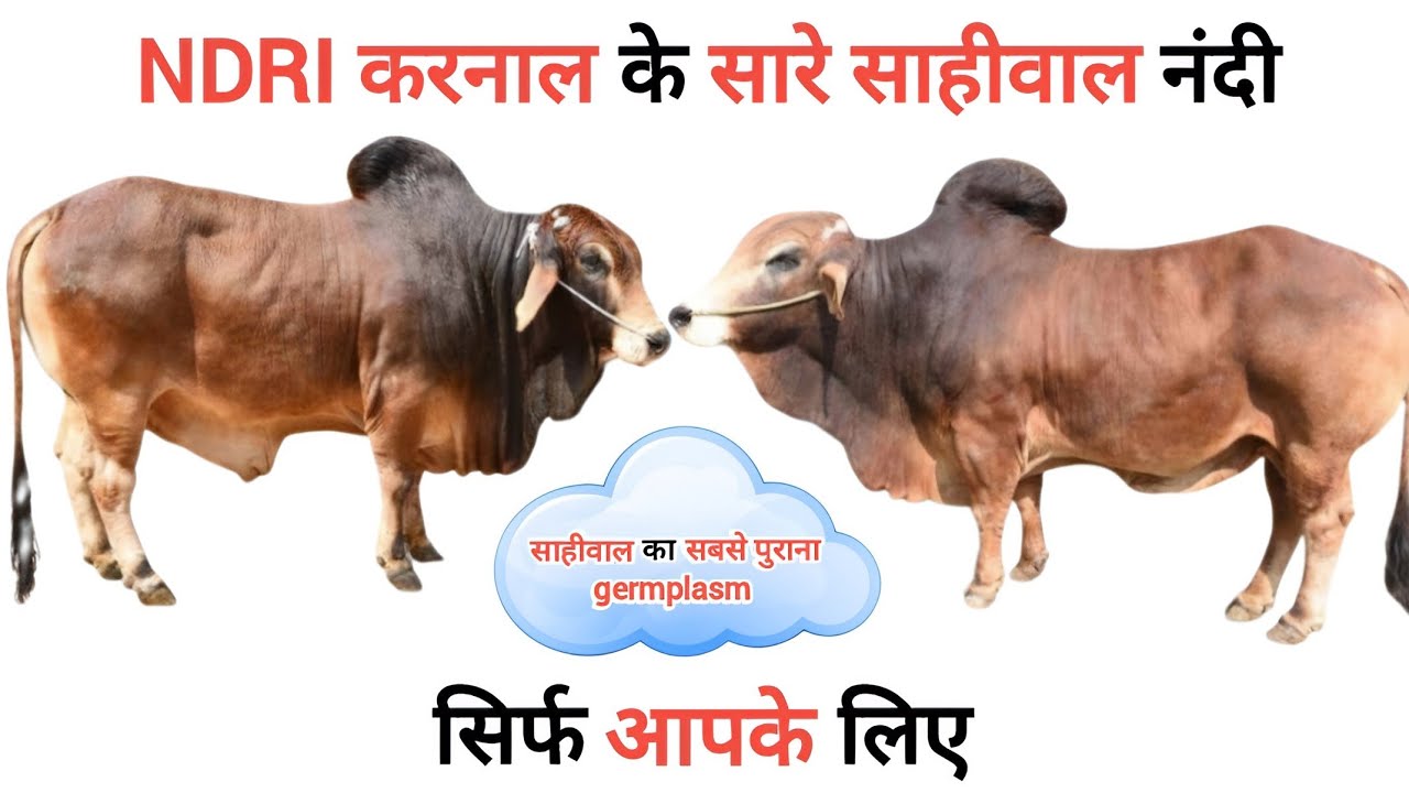 ndri karnal के सारे sahiwal नंदी🔥| ndri karnal sahiwal bull | sahiwal bull latest video 👍