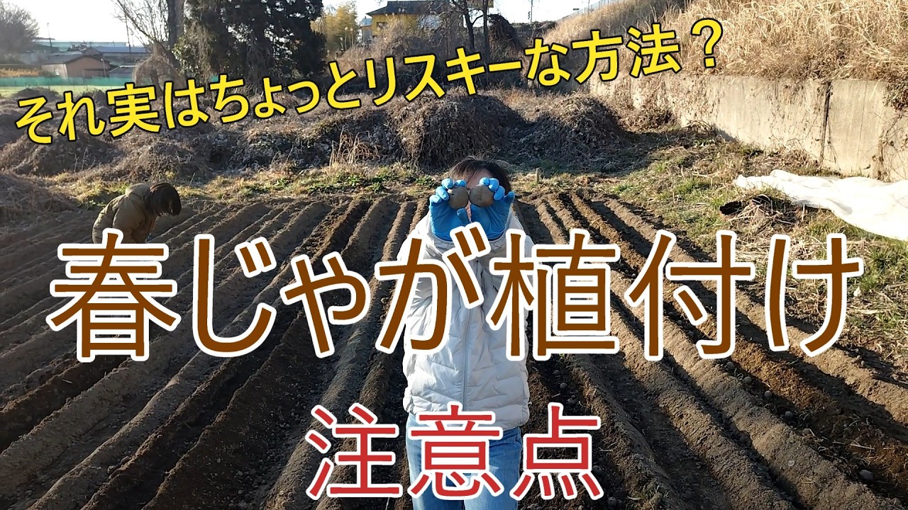 それやると後悔するかも？春のじゃがいも植え付け