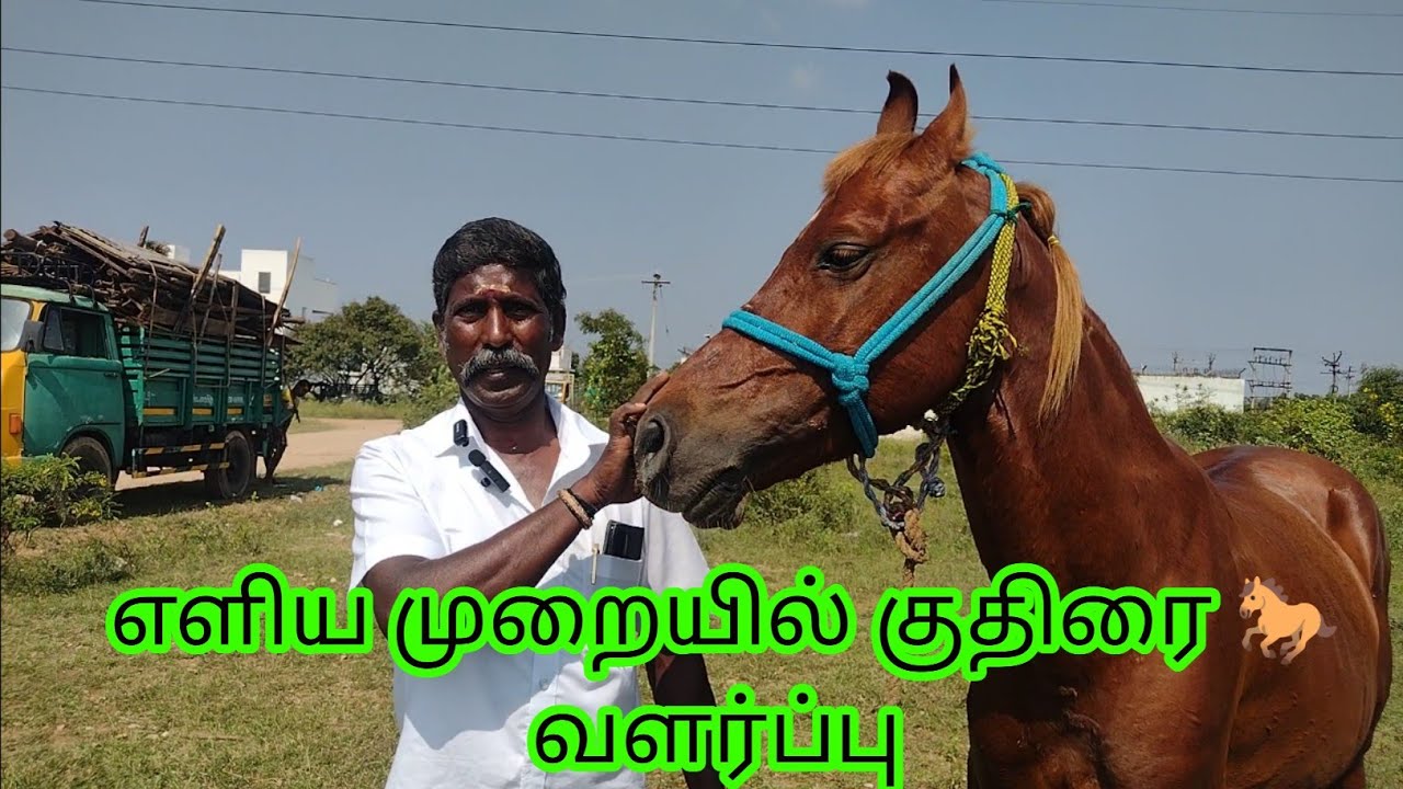 எளிய முறையில் குதிரை 🐎 வளர்ப்பு #horse @Tamil-5500