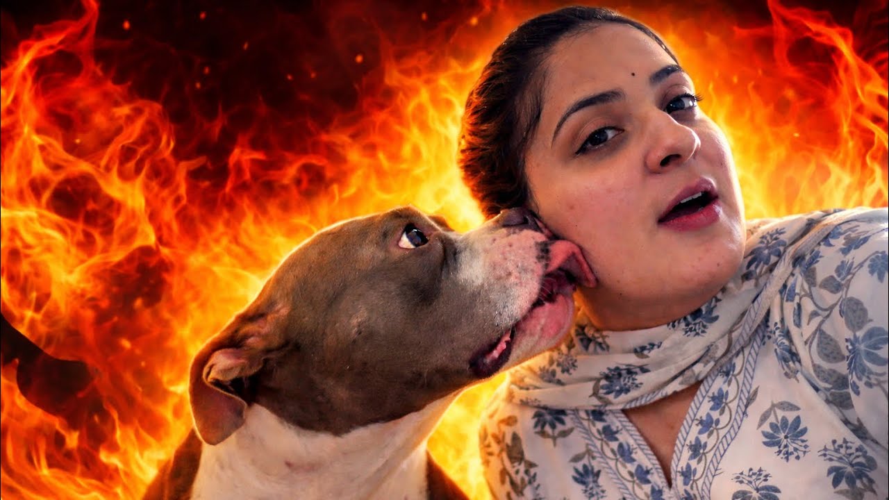 Bella ne bhi jana hai shopping 🛍️  #dailyvlog #dogvlog 