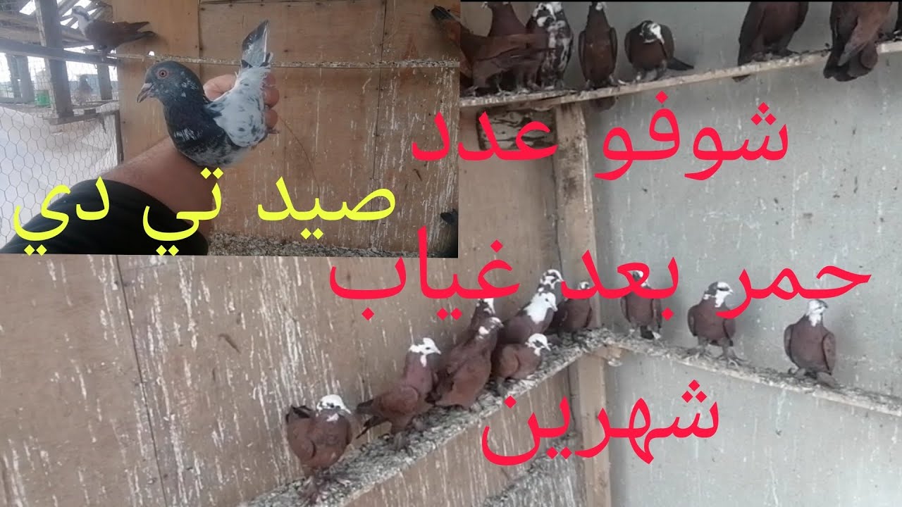 سبب انقطاعي عن نشر وشوفو عدد حمر 