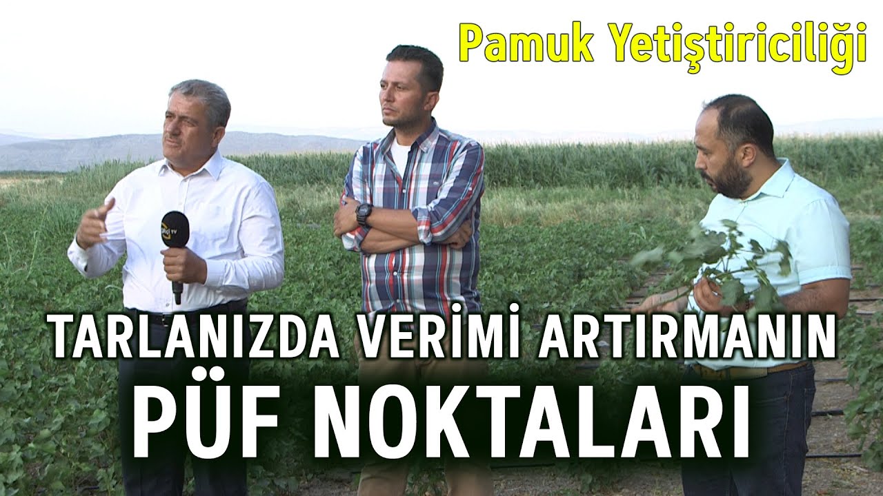Tarlanızda Verimi Artırmanın Püf Noktaları (Pamuk Yetiştiriciliği) - Tarla Bitkileri