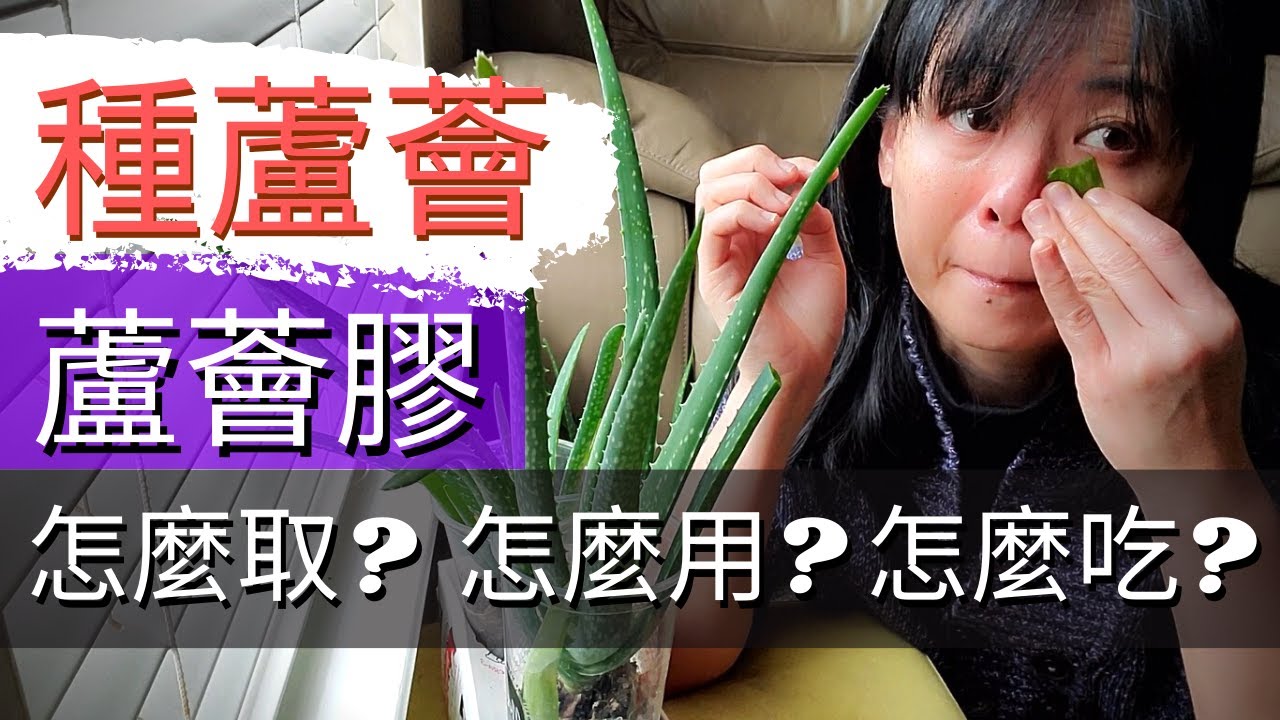 蘆薈種植全過程【蘆薈膠的處理和使用】如何保存蘆薈膠【食用蘆薈膠的方法】冷凍蘆薈/蘆薈膠敷臉/蘆薈護髮/養蘆薈/室內盆栽/自製蘆薈膠/蘆薈怎麼吃/蘆薈的做法/養蘆薈/蘆薈膠怎麼做/蘆薈種植