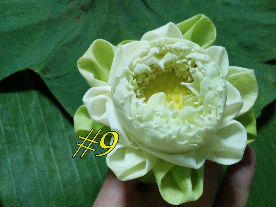วิธีพับดอกบัว | พับดอกบัว# 9
