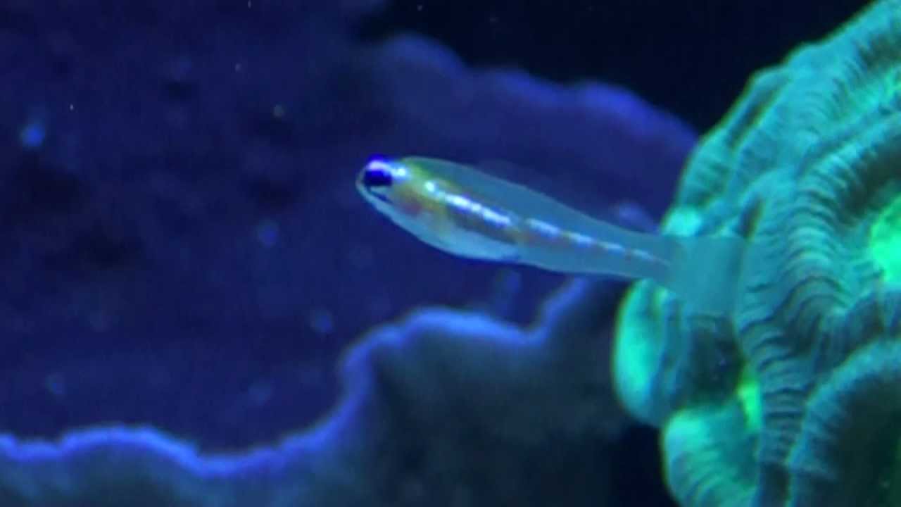 Masked Goby (Coryphopterus personatus). MTS