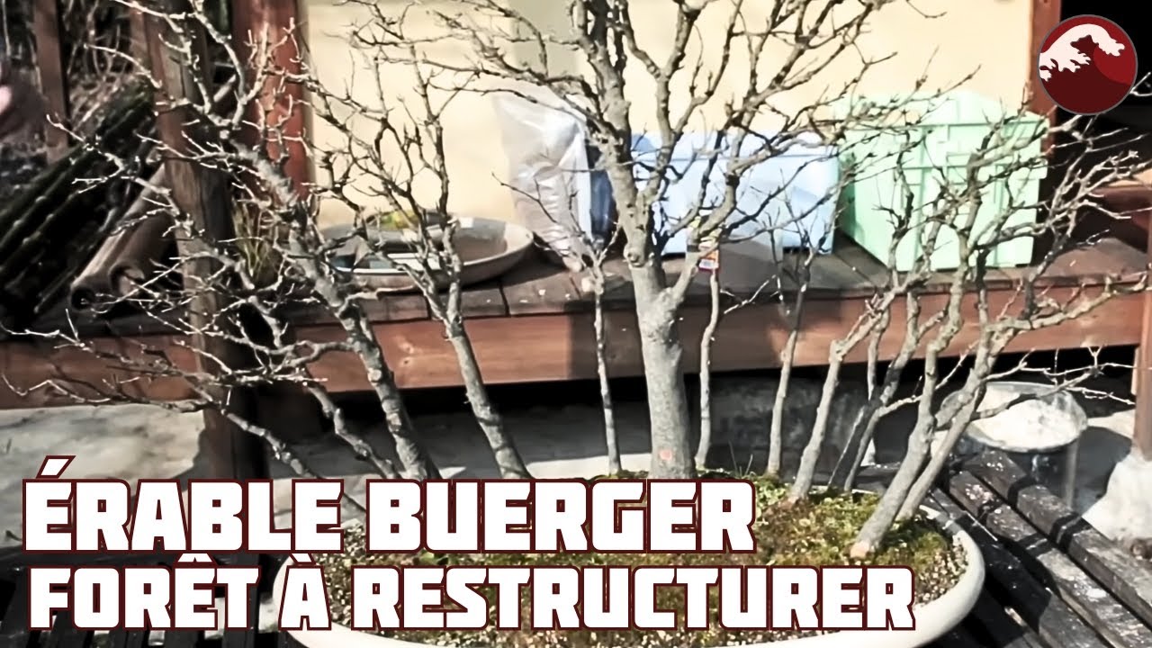 RESTRUCTURATION d’une FORÊT d’ ÉRABLE BUERGER 🌱 NEJIKAN BONSAI 🌱