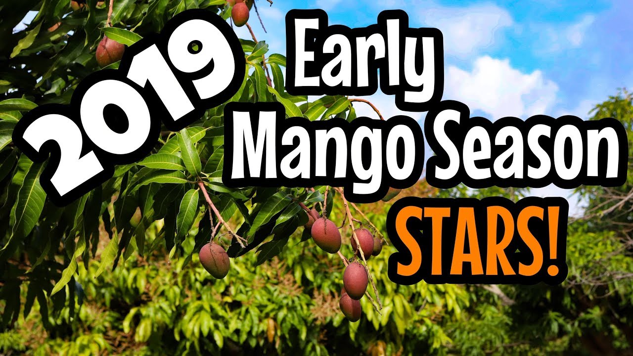 2019 Developing Mangos- Star Performers!
