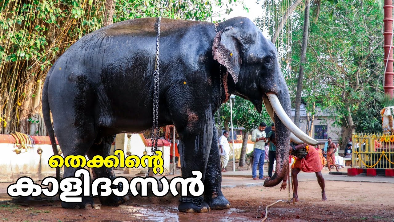 തെക്കിൻ്റെ കാളിദാസൻ 🔥 ലക്ഷണമൊത്ത ആന ആറ്റിങ്ങൽ കാളിദാസൻ 😍 Attingal Kalidasan 🐘 Kerala Elephant #ആന 