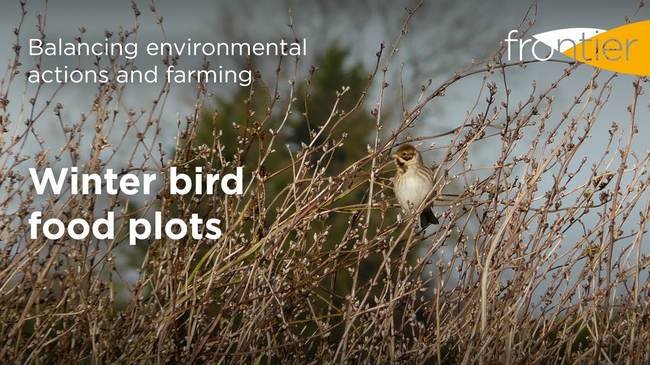 Winter bird food plots | Balancing environmental actions and farming