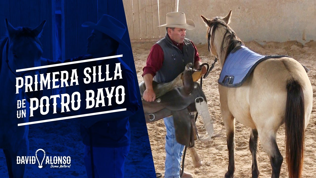 Primera silla de un potro bayo