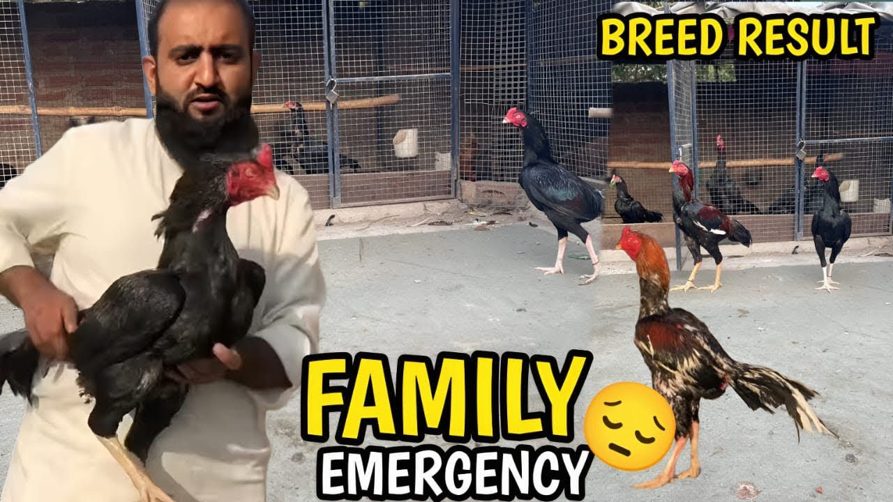 سب دوستوں سے دعا کی گزارش اور شوق کرے گھر کی کمال پٹھوں کا 