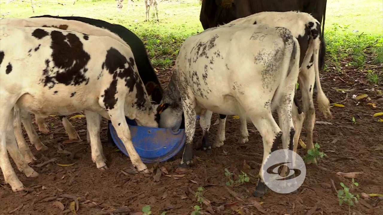 Adaptación del holstein a tierra caliente | La Finca de Hoy