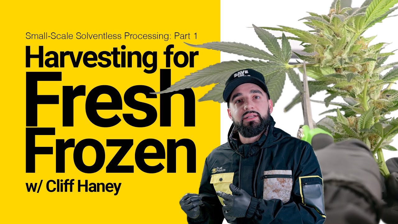 Small-Scale Solventless Processing Part 1: Harvesting for Fresh Frozen w/ Cliff Haney