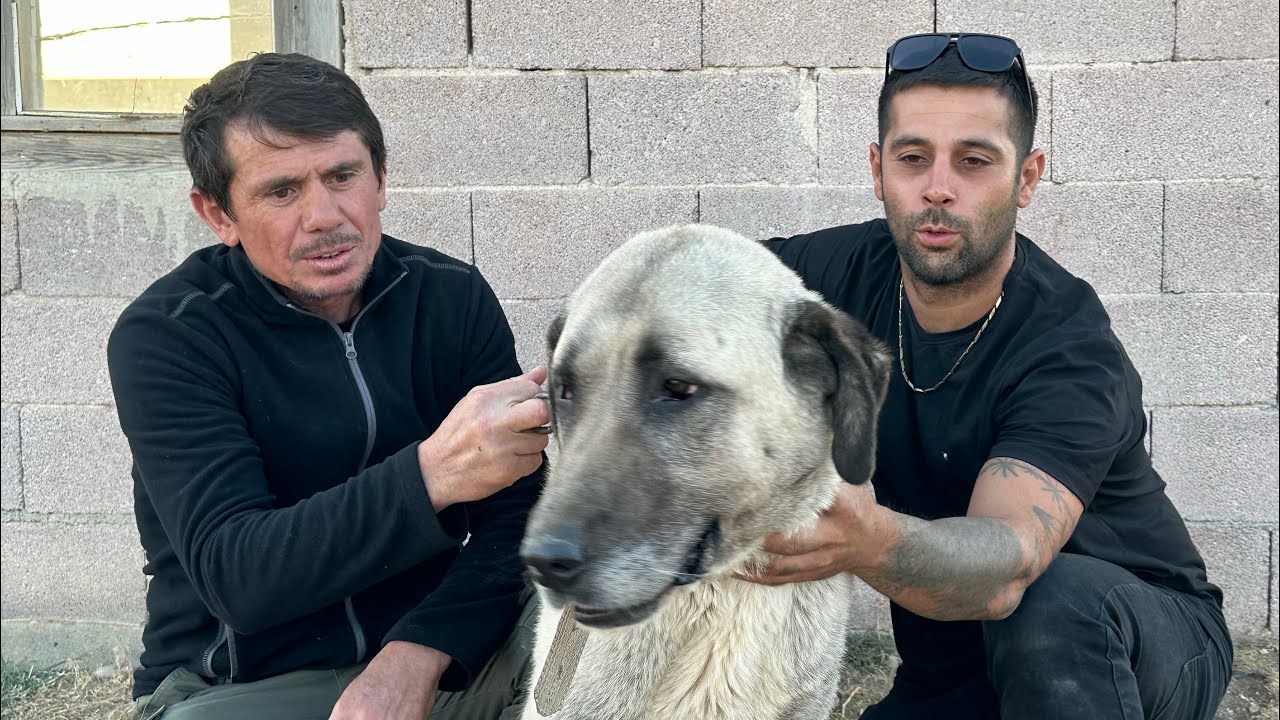 SİVASTAYIZ SOYLARI TEHLİKEDE OLAN KURTÇU KANGALLARI KADİR YÜCEGÖGDEN DİNLEDİK