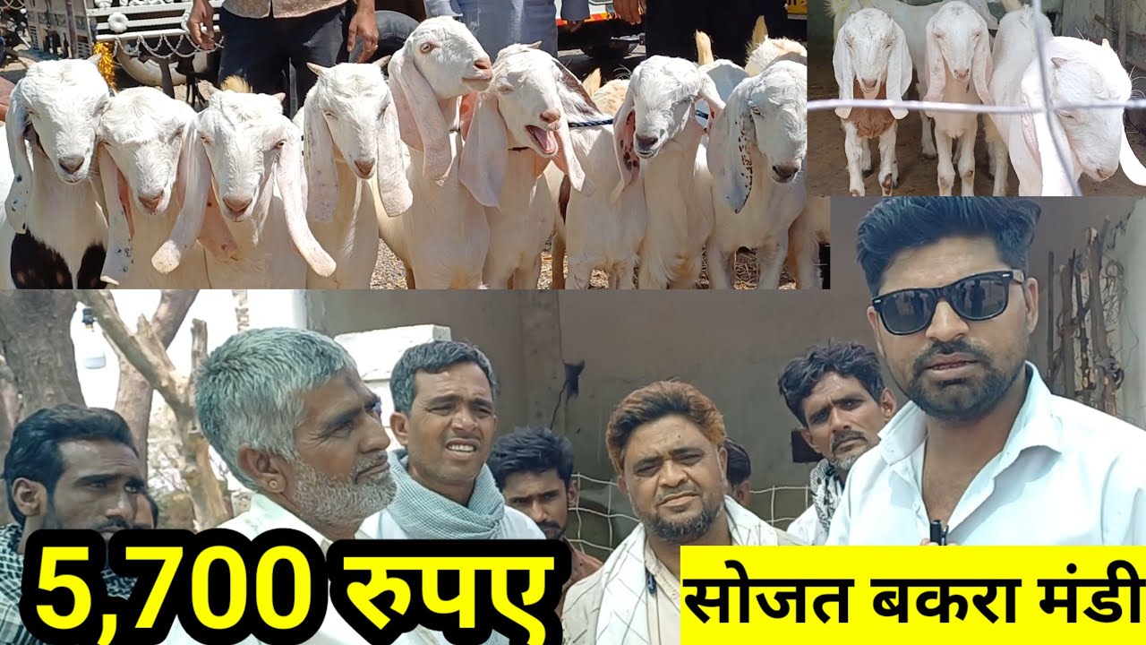 सोजत बकरा मंडी 