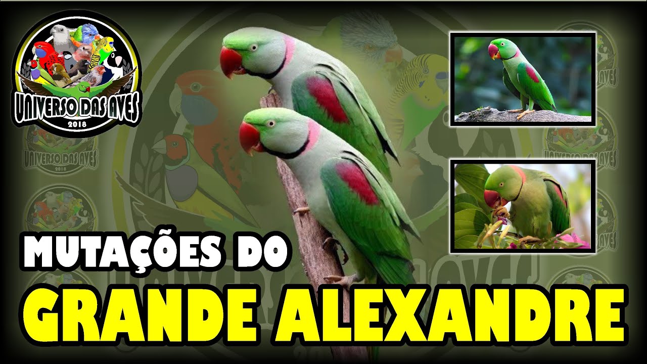TODAS AS MUTAÇÕES DO GRANDE ALEXANDRE