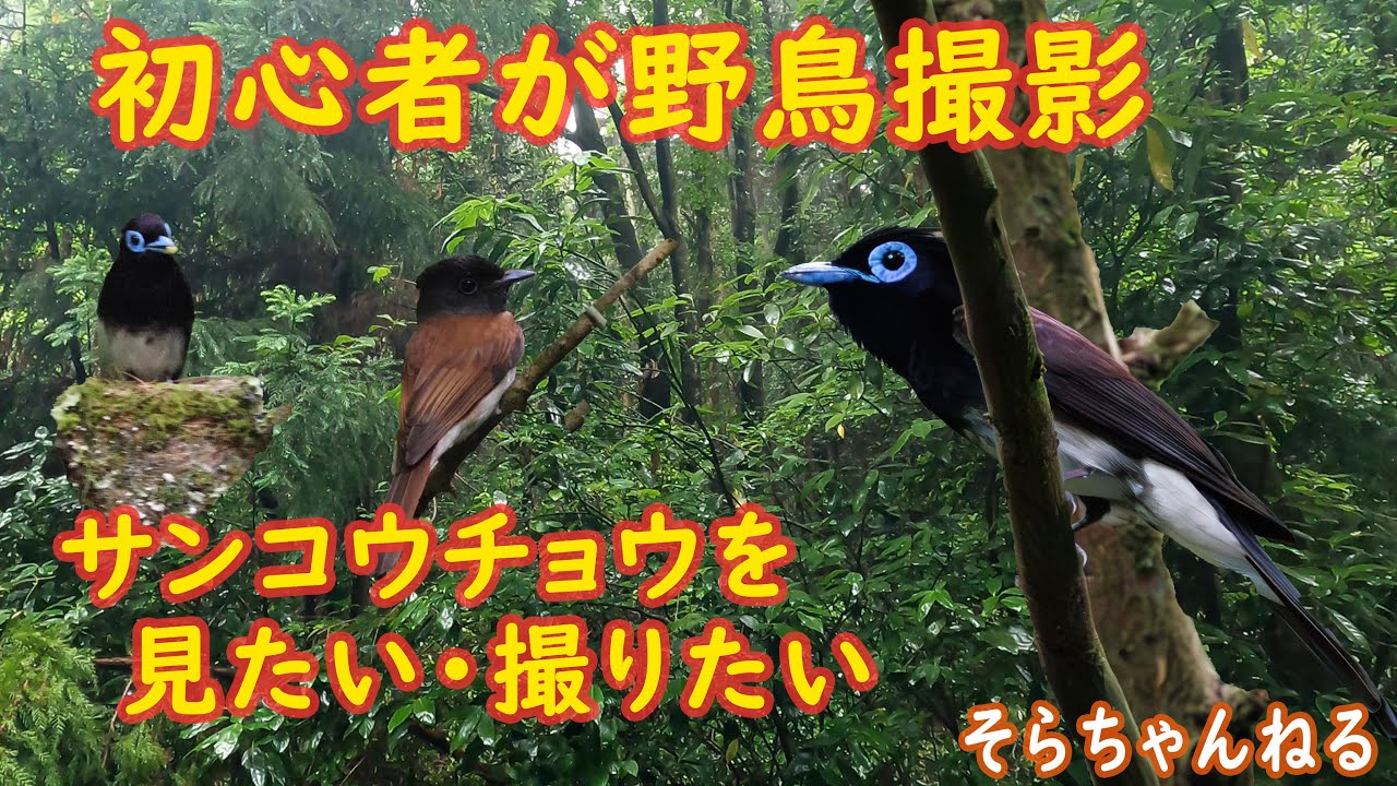 サンコウチョウを見たい！　サンコウチョウを撮影したい！