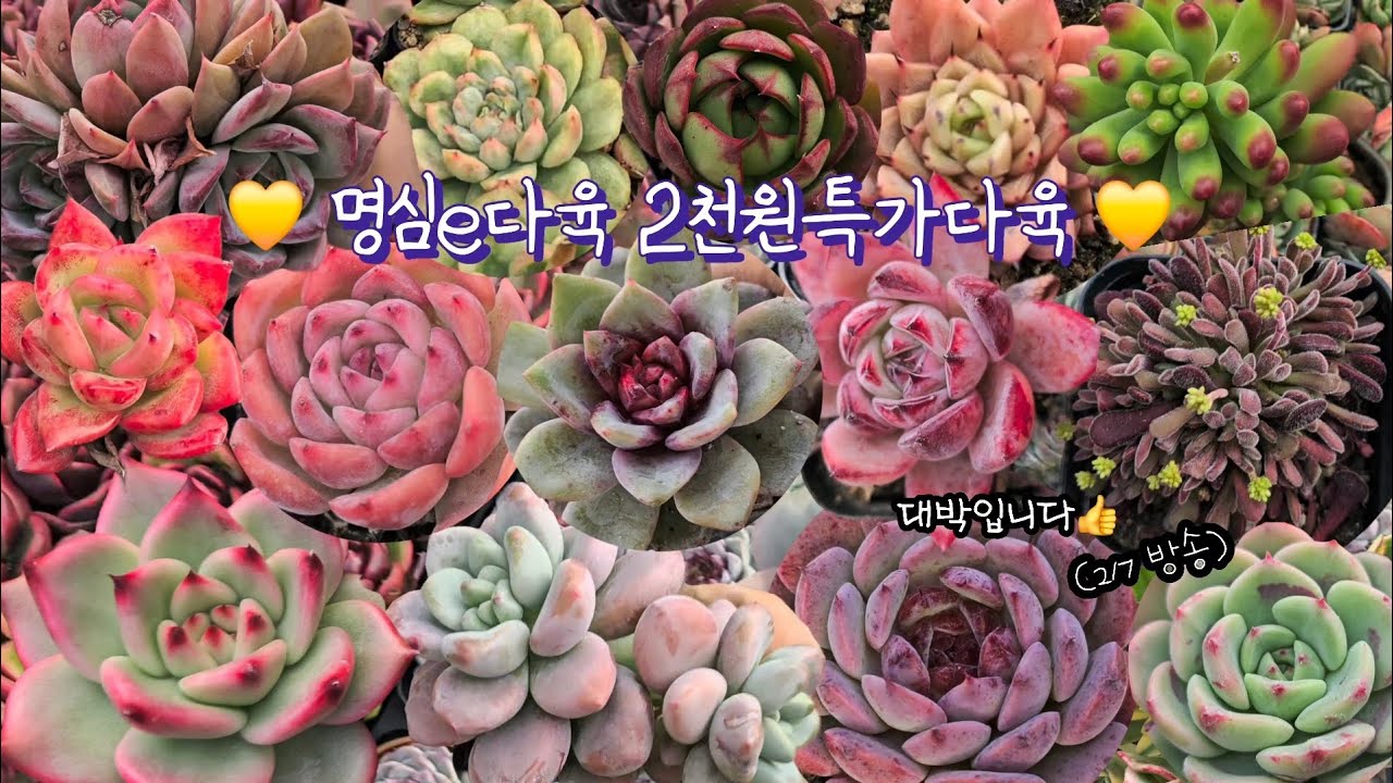 명심e 2천원특가다육입니다♡(2.7.토)