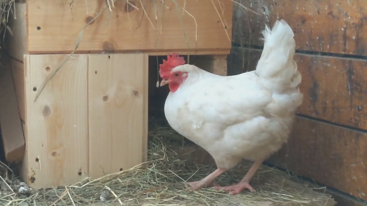 A hen pecks hen sitting in the nesting box to get her out of the box to sit in her place🐔🥚🐔🧐😇💗