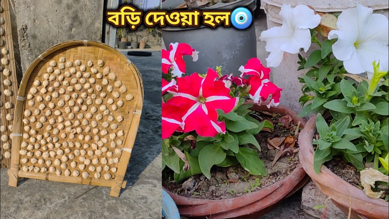 বড়ি দেওয়া হল। 🧿 