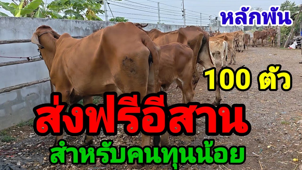 1 มี.ค.69 สำหรับคนทุนน้อยครับ 100 กว่าตัวส่งฟรีอีสาน