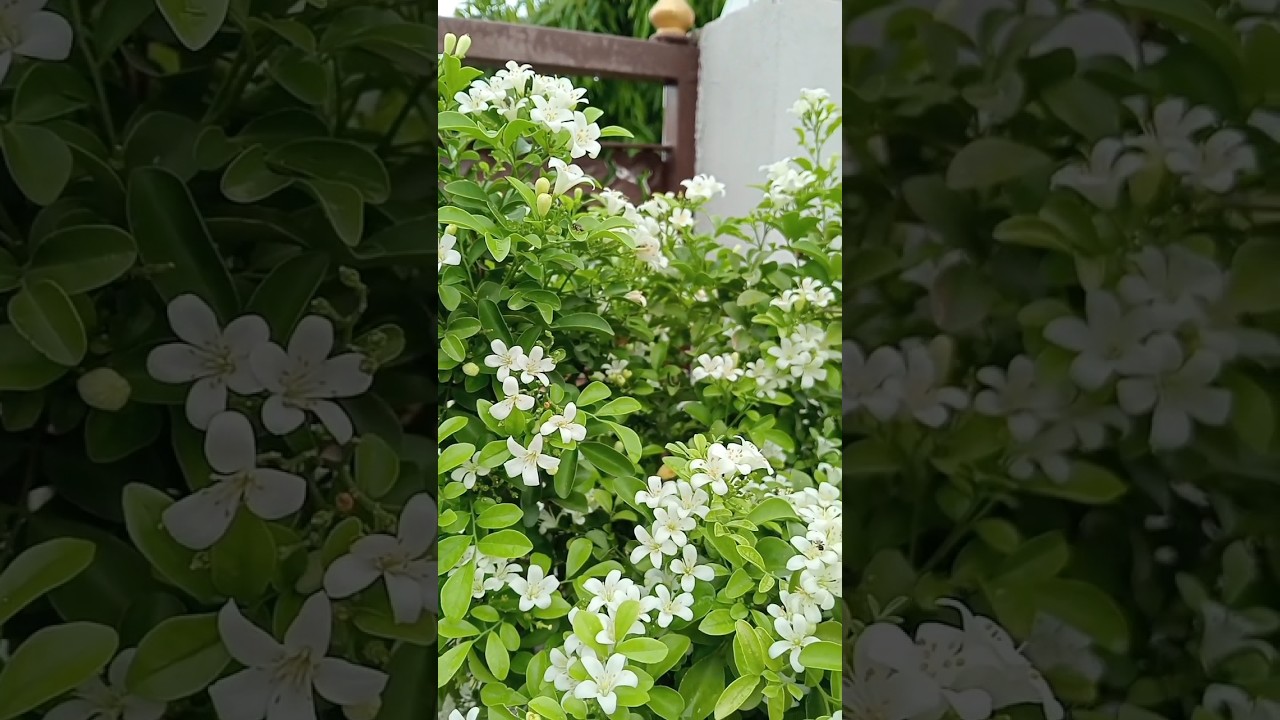Orange Jasmine care tips 🕊️ #gardenplants #flowers #terracegarden #gardening #ytshorts #shorts