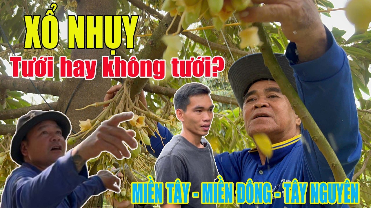 XỔ NHỤY ĐIỀU TIẾT NƯỚC NHƯ THẾ NÀO?
