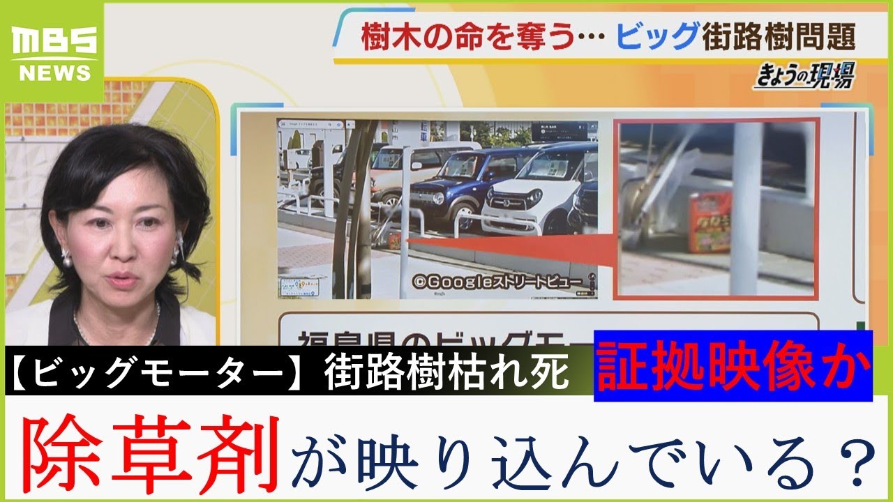 【ビッグモーター】 樹木医が激怒「農薬取締法に触れる可能性も」街路樹枯れ死の問題で「Googleストリートビューに除草剤映り込み？」【MBSニュース解説】（2023年8月2日）