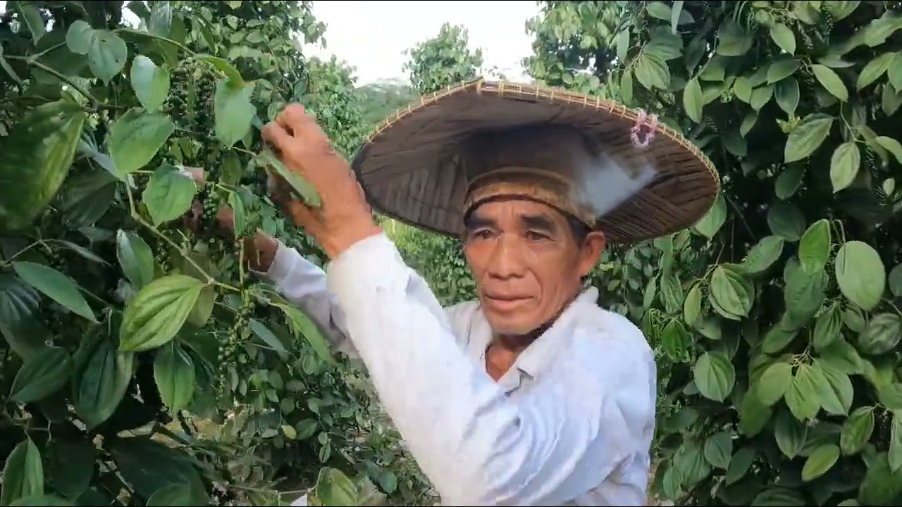 INILAH RUPA POKOK DAN BUAH BLACK PEPPER SEBELUM DIPEROSES MENJADI MACAM-MACAM PERODUK .