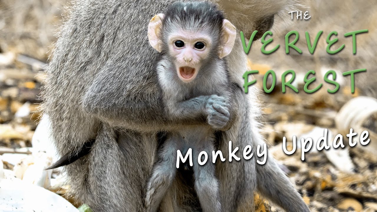 Making Monkey Friends and Some Updates