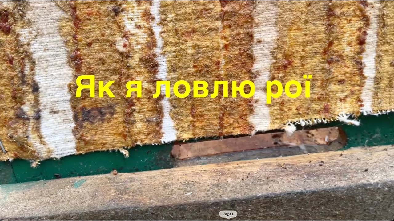 Де ловити рої/поради бувалих/огляд роївень/приманки