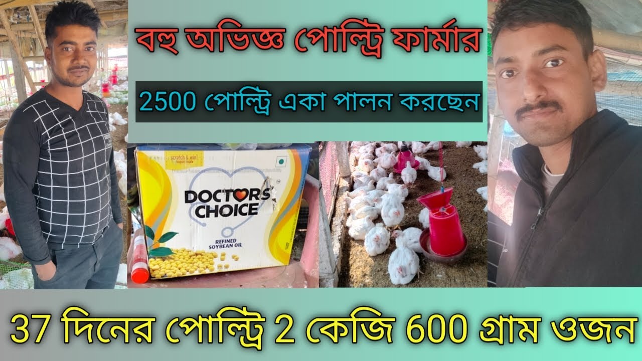 37 দিনের পোল্ট্রি 2 কেজি 600 গ্রাম ওজন/ poultry farming/ boiler farm/ murgi /chicken farming/ farm