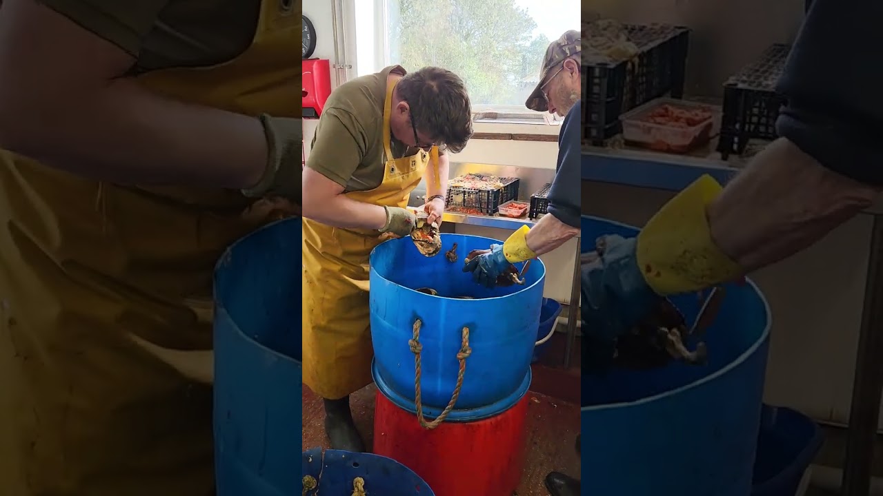 How we process our lightly salted Cart wings 